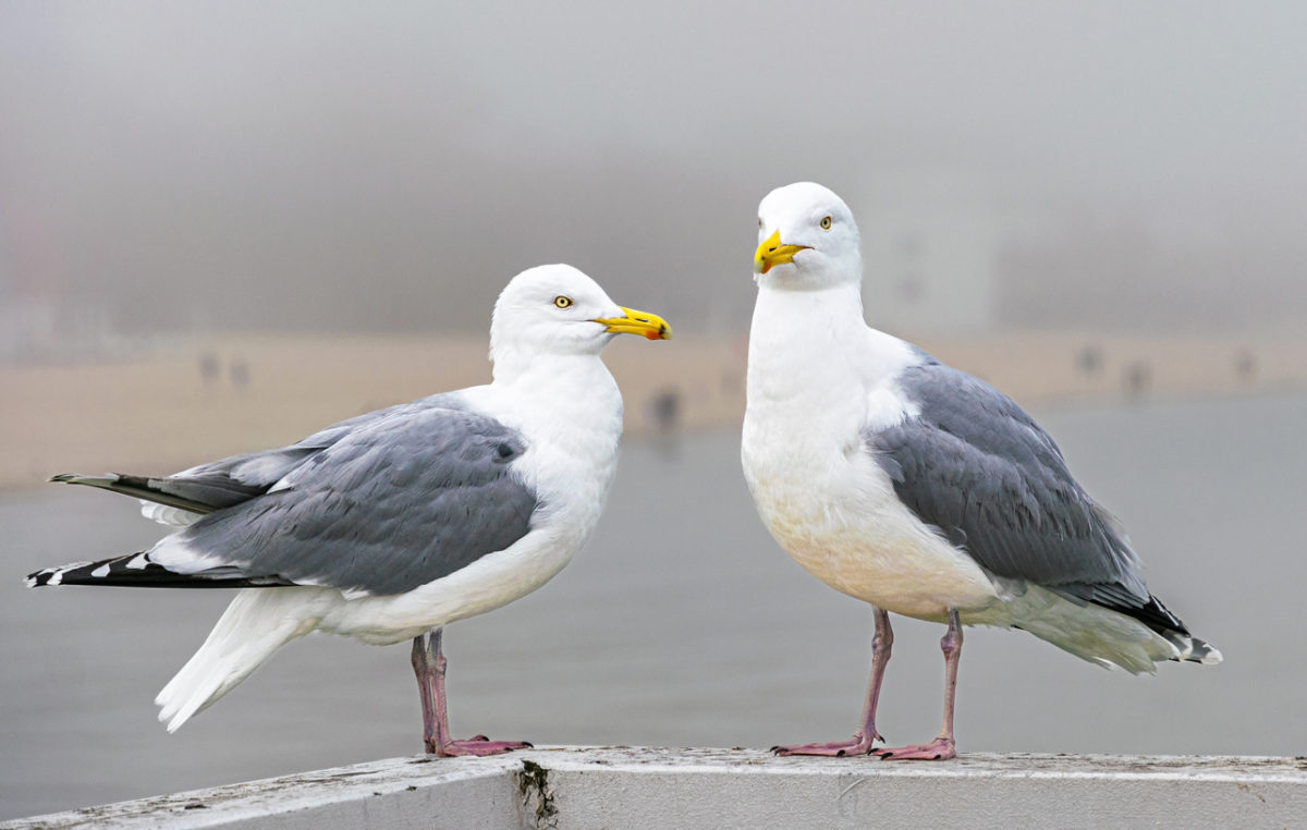 γρίπη των πτηνών