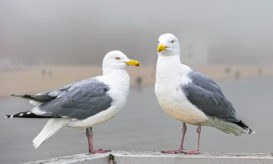 γρίπη των πτηνών
