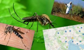 Ιός του Δυτικού Νείλου