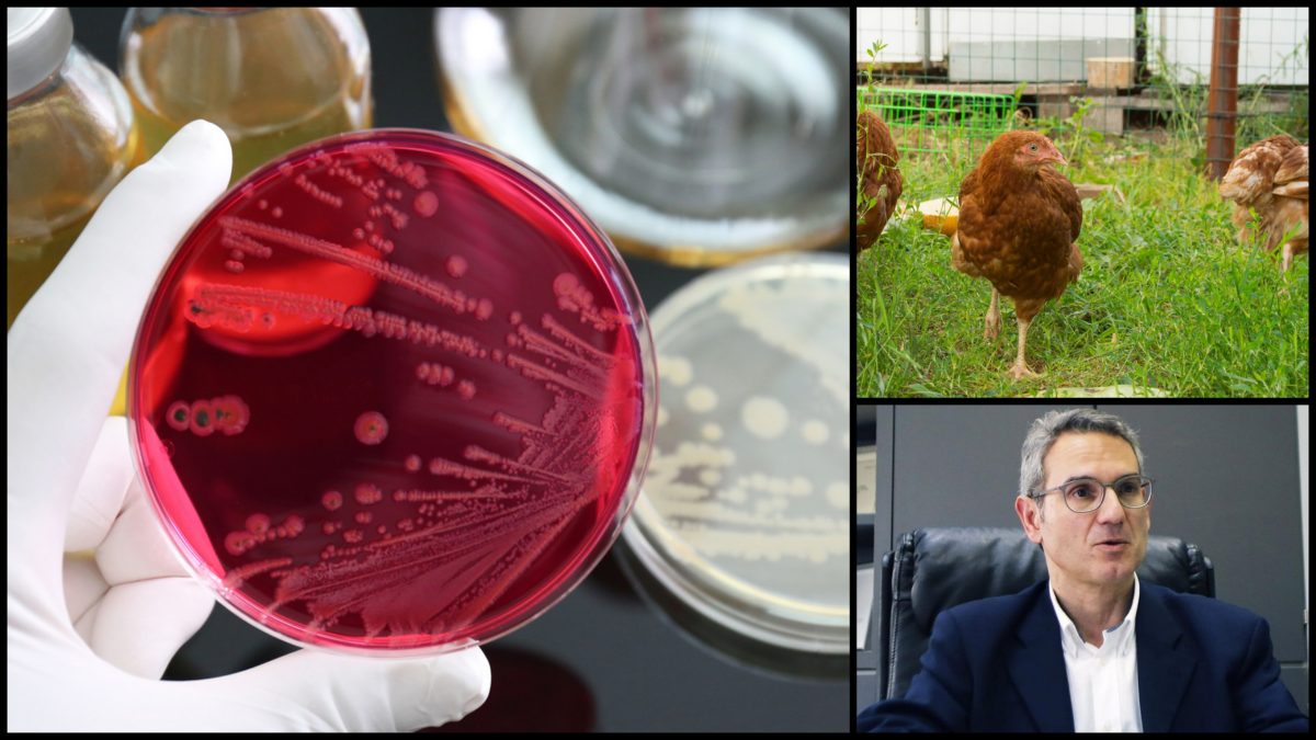 σαλμονέλλωση