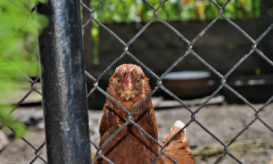 γρίπη των πτηνών