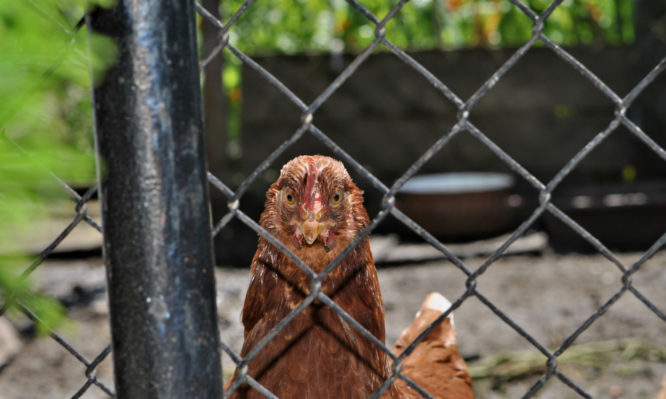 γρίπη των πτηνών