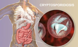 κρυπτοσποριδίωση