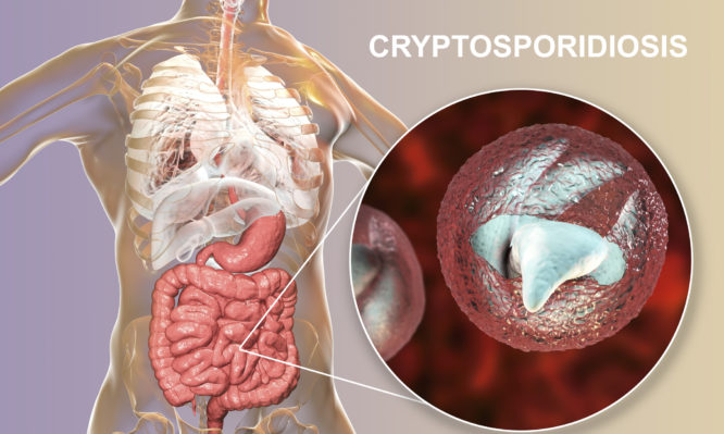 κρυπτοσποριδίωση