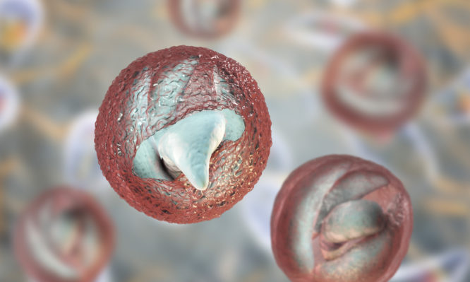 κρυπτοσποριδίωση