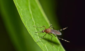 ιός του Δυτικού Νείλου