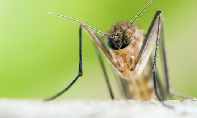 ιός του Δυτικού Νείλου
