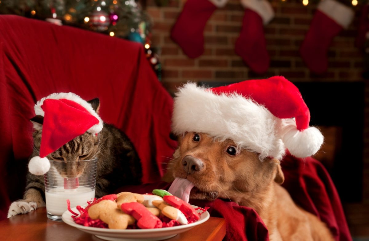 κατοικίδια