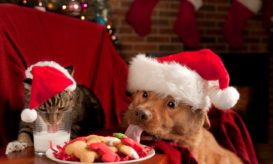 κατοικίδια