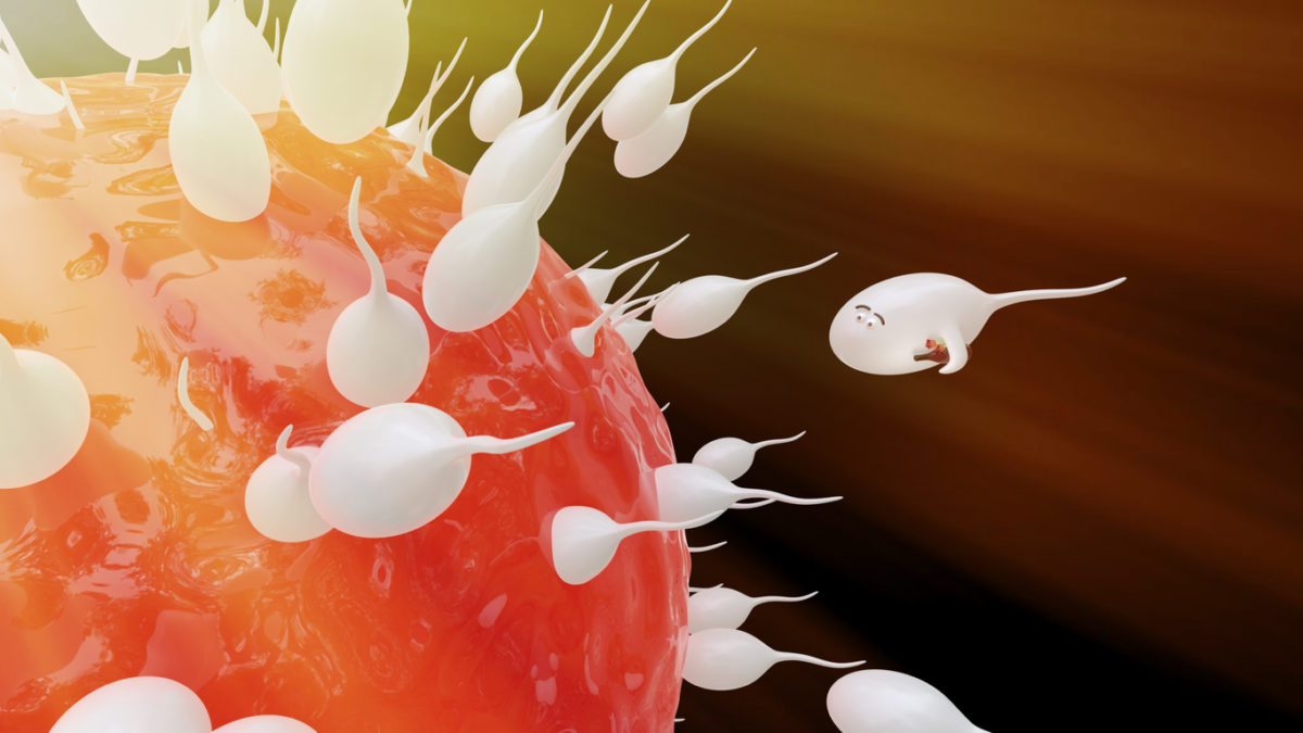 ΣΠΕΡΜΑ, ΓΟΝΙΜΟΠΟΙΗΣΗ