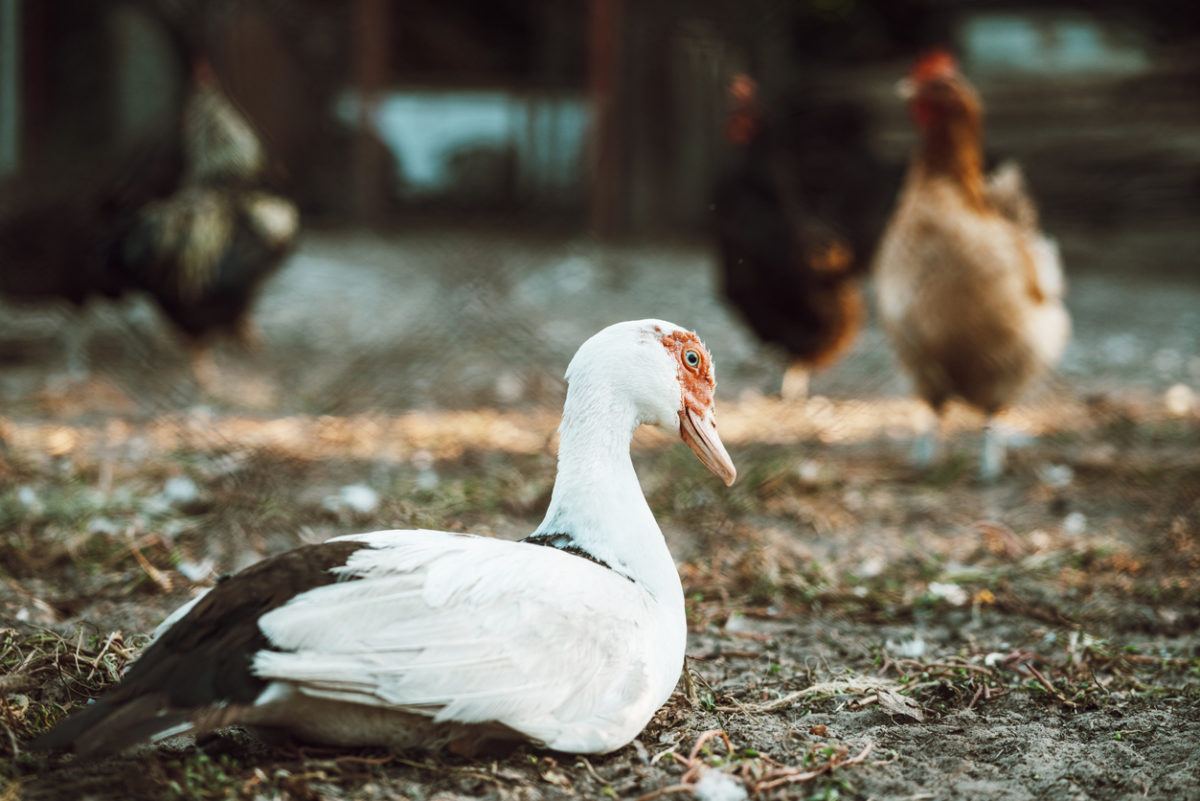 πουλερικά, γρίπη των πτηνών