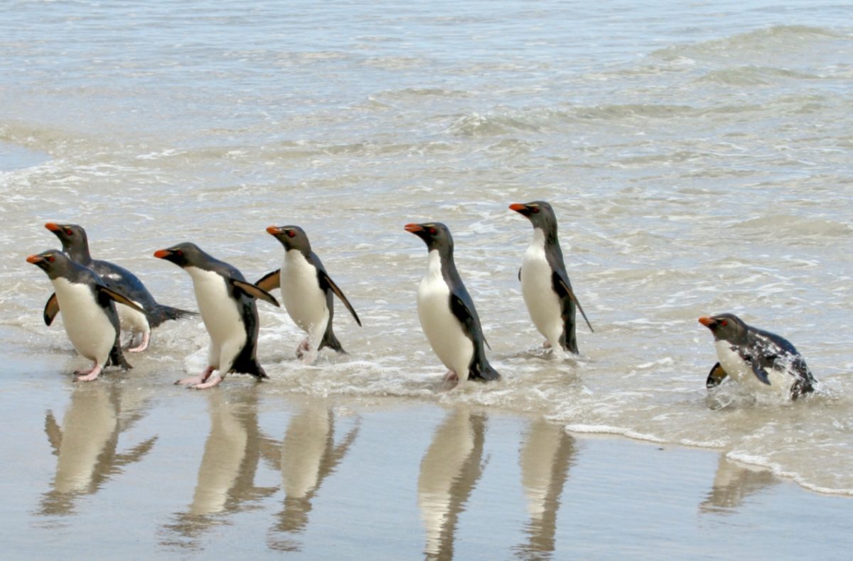γρίπη των πτηνών