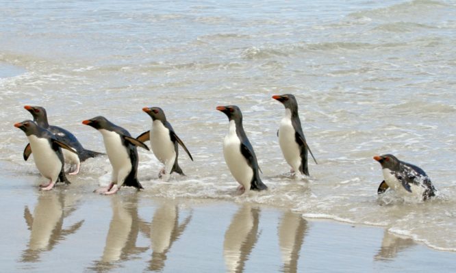 γρίπη των πτηνών