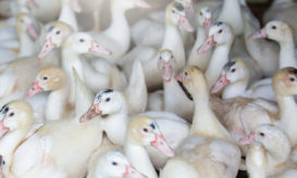 εντοπίστηκαν κρούσματα της γρίπης των πτηνών σε εμβολιασμένες πάπιες