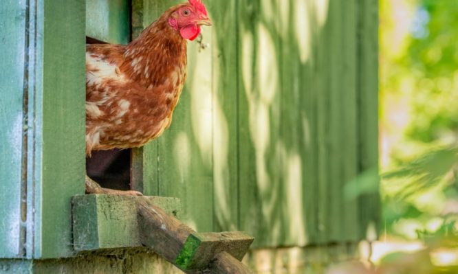 γρίπη των πτηνών