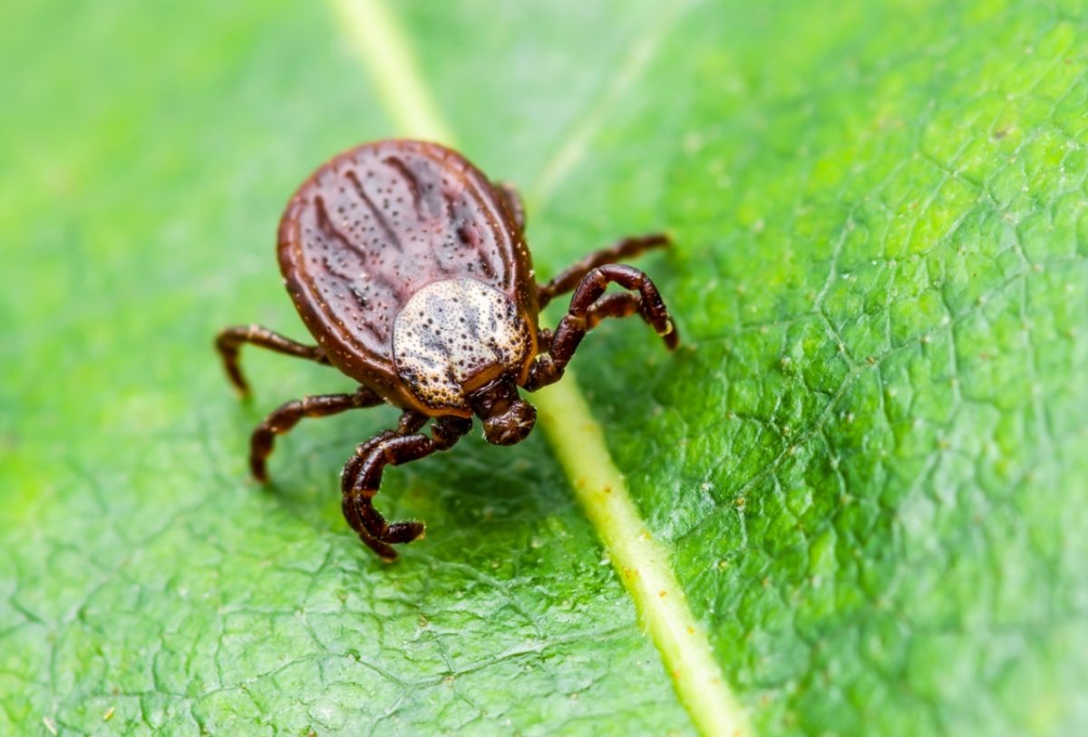 πυρετός του δάσους