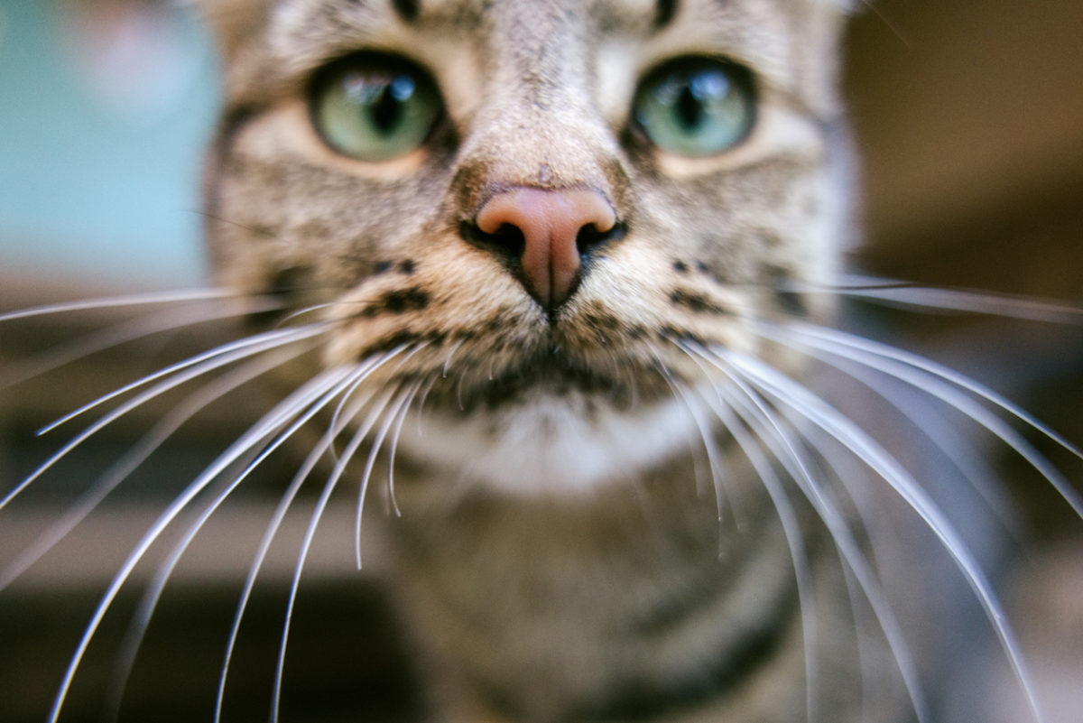 Κάτοικος του Όρεγκον κόλλησε βουβωνική πανώλη από τη γάτα του