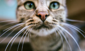 Κάτοικος του Όρεγκον κόλλησε βουβωνική πανώλη από τη γάτα του