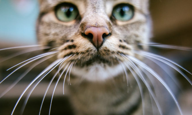 Κάτοικος του Όρεγκον κόλλησε βουβωνική πανώλη από τη γάτα του