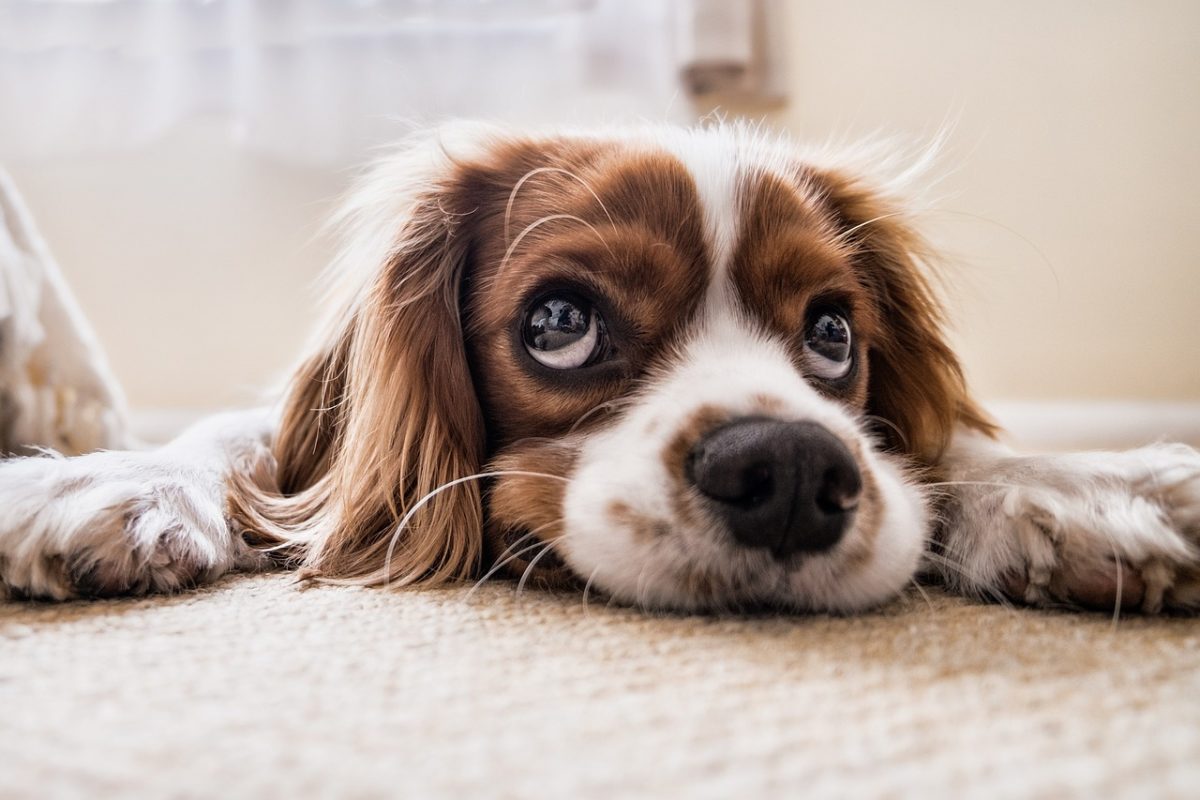 Σκύλοι και προσδόκιμο ζωής: Το πόσο θα ζήσει ο τετράποδος φίλος σας μπορεί να φαίνεται στη μουσούδα του