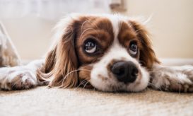 Σκύλοι και προσδόκιμο ζωής: Το πόσο θα ζήσει ο τετράποδος φίλος σας μπορεί να φαίνεται στη μουσούδα του