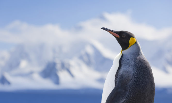 γρίπη των πτηνών