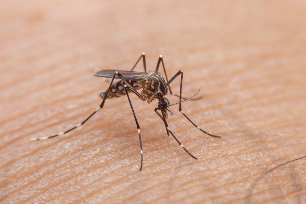 Ο δάγκειος πυρετός μεταδίδεται από τα κουνούπια