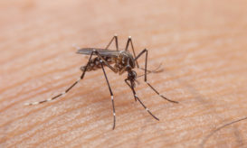 Ο δάγκειος πυρετός μεταδίδεται από τα κουνούπια