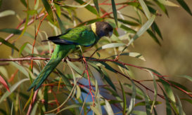 Τα μολυσμένα πουλιά δεν φαίνονται πάντα άρρωστα, αλλά αποβάλλουν τα βακτήρια όταν αναπνέουν ή μέσω των εκκριμάτων τους