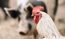 γρίπη των πτηνών