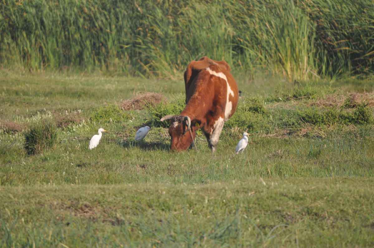 αγελάδα, πουλιά