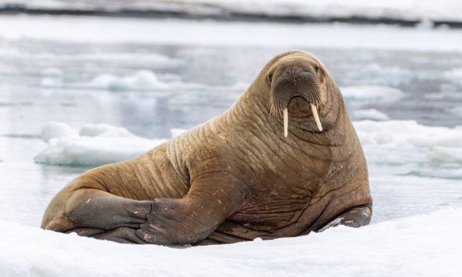 θαλάσσιος ίππος