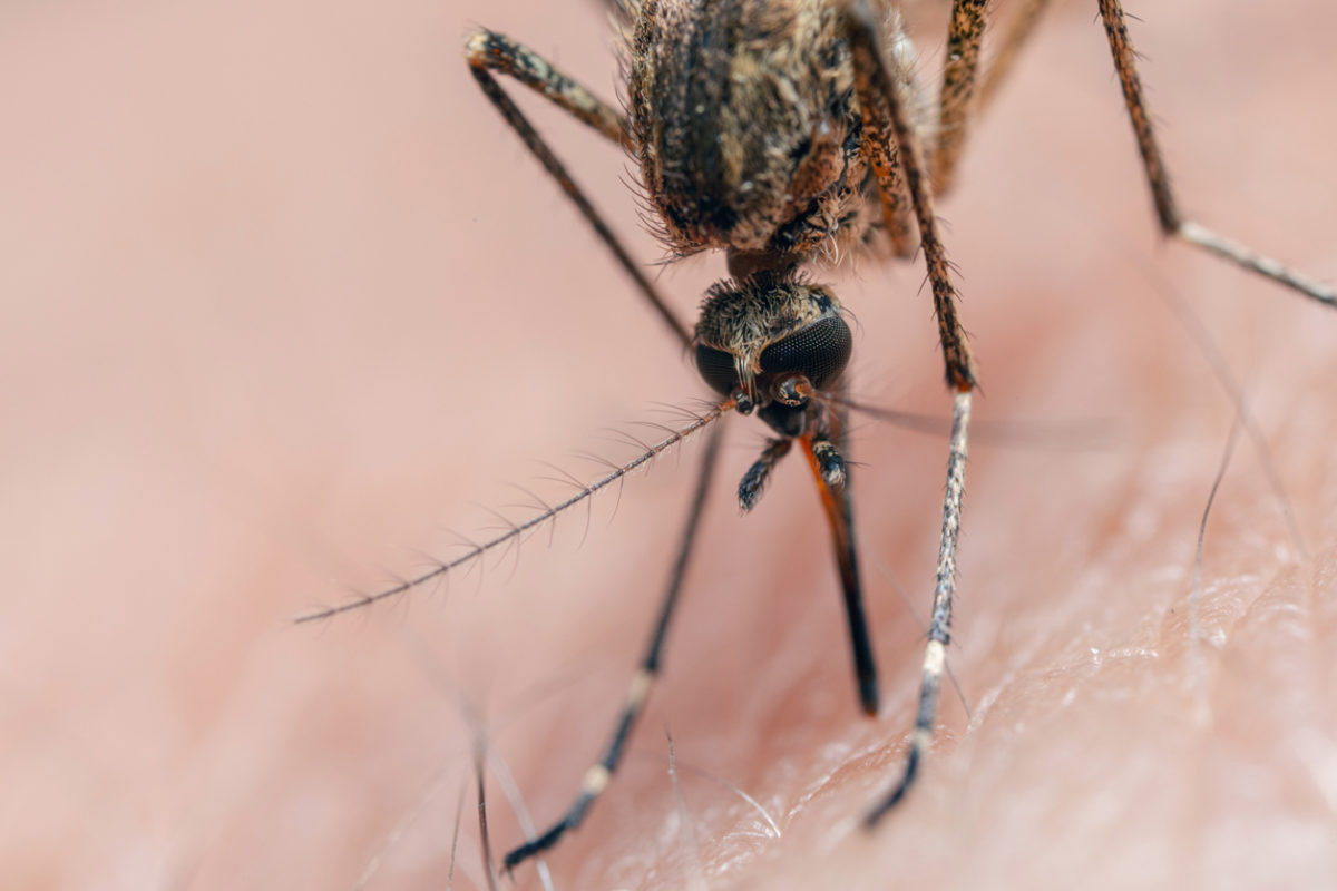 ο δάγκειος πυρετός μεταδίδεται από τα κουνούπια