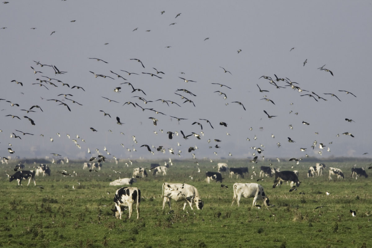 κίνδυνος για τα κοπάδια η γρίπη των πτηνών