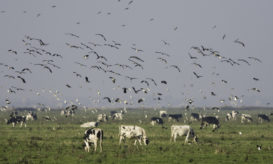κίνδυνος για τα κοπάδια η γρίπη των πτηνών