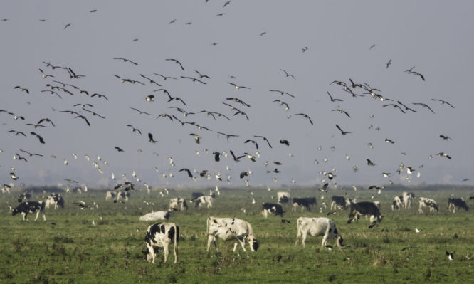 κίνδυνος για τα κοπάδια η γρίπη των πτηνών