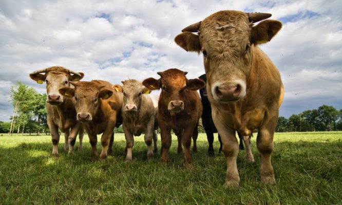 τρελών αγελάδων