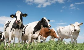 γρίπη των πτηνών