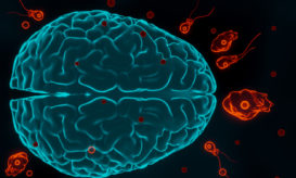 αμοιβάδες, εγκέφαλος