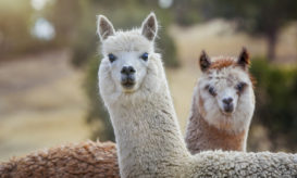 γρίπη των πτηνών
