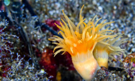 θαλάσσια ανεμώνη, τροπικό είδος