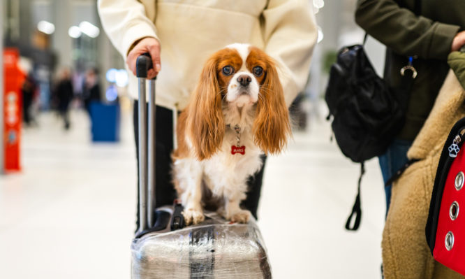 σκύλος, αεροδρόμιο