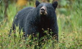 έφαγαν όλοι κρέας αρκούδας