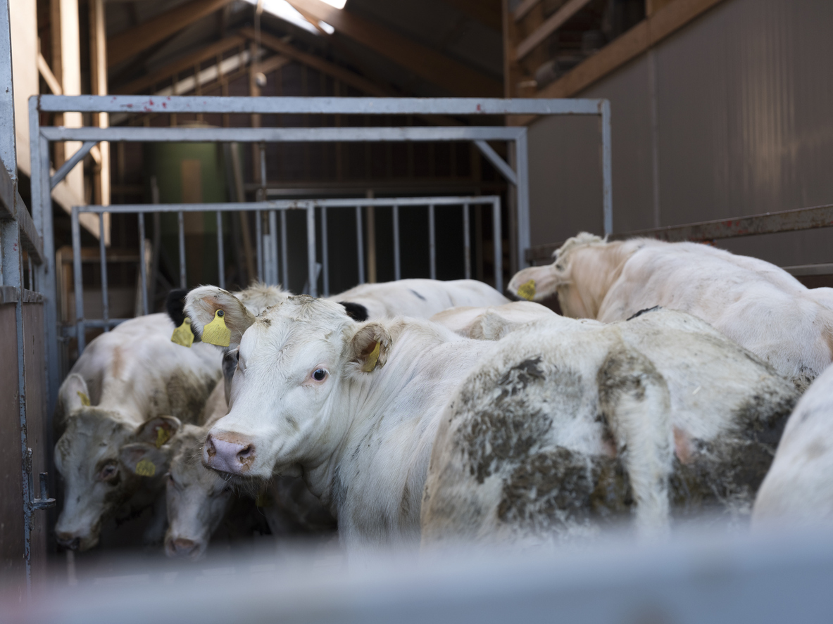 Γρίπη των πτηνών: Σε πέντε Πολιτείες των ΗΠΑ πέθαναν ή θανατώθηκαν αγελάδες