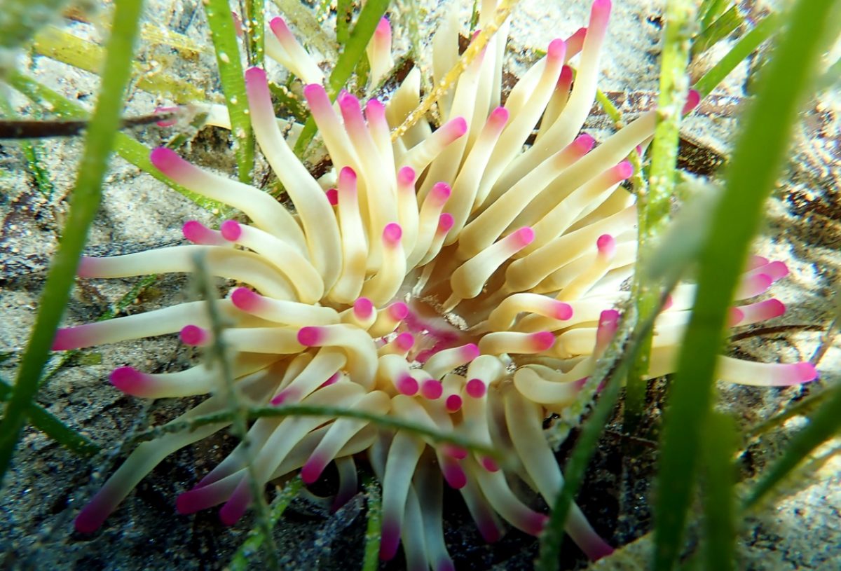 θαλάσσια ανεμώνη