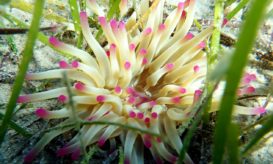 θαλάσσια ανεμώνη