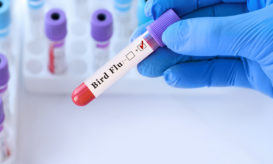 γρίπη των πτηνών