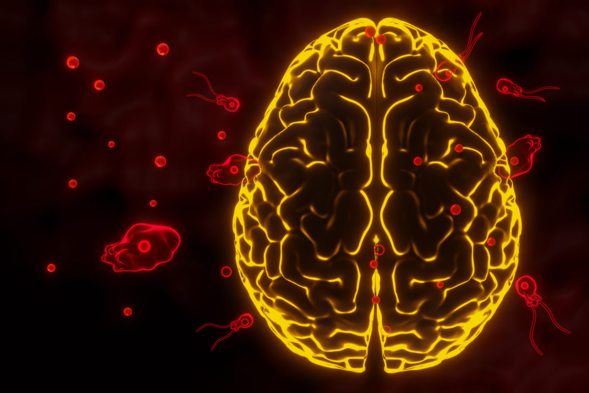 αμοιβάδα που τρώει τον εγκέφαλο