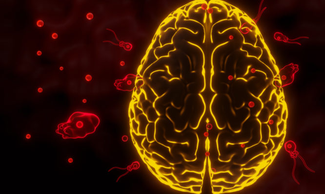 αμοιβάδα που τρώει τον εγκέφαλο