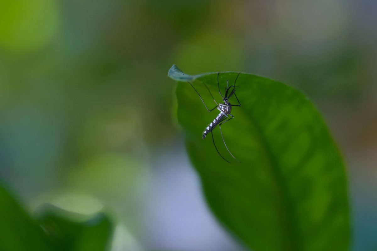 ιός του Δυτικού Νείλου